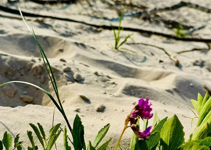 Baltyckie Zacisze Dom Nr 2 Hébergement de vacances